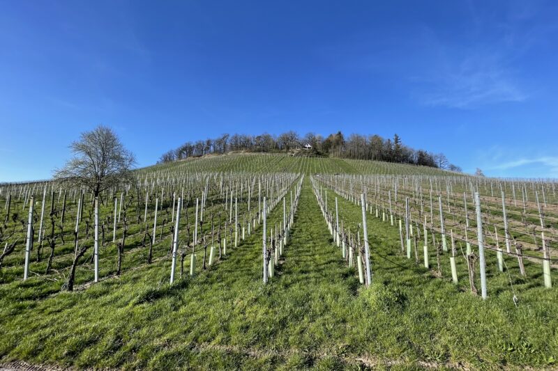 Weinberg auf einem sanften Hügel mit Reihen junger Rebstöcke und einem einzelnen Baum, blauer Himmel im Hintergrund.