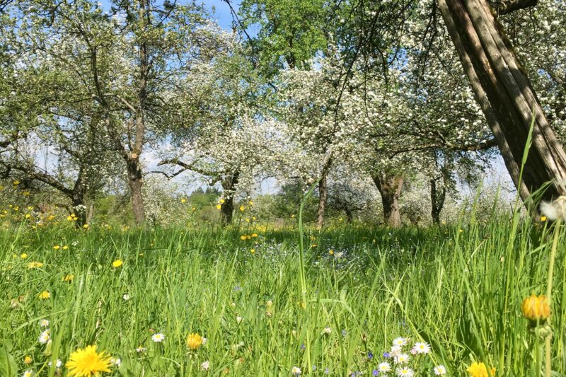 Blühende Obstbäume in einer Wiese mit Gänseblümchen und Löwenzahn unter klarem, blauem Himmel.